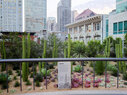 Salesforce-Park-cactus