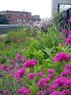 Sidwell-Green Roof