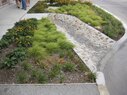 South Grand-Rain Gardens