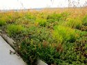 The Avenue-Green Roof
