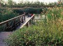 Tianjin-Shallow Water Ponds