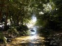 Tujunga-Native Plantings