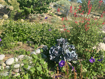 Española-Healing-after