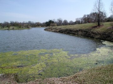 Chicago Botanic-Before