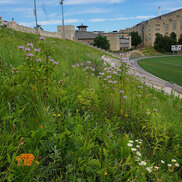 landscape project case study KSU-Memorial-after
