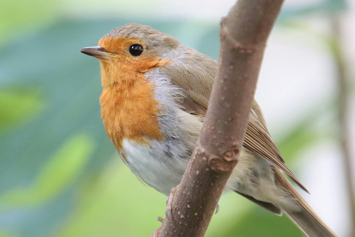 Bird biodiversity greater happiness | Landscape Performance Series