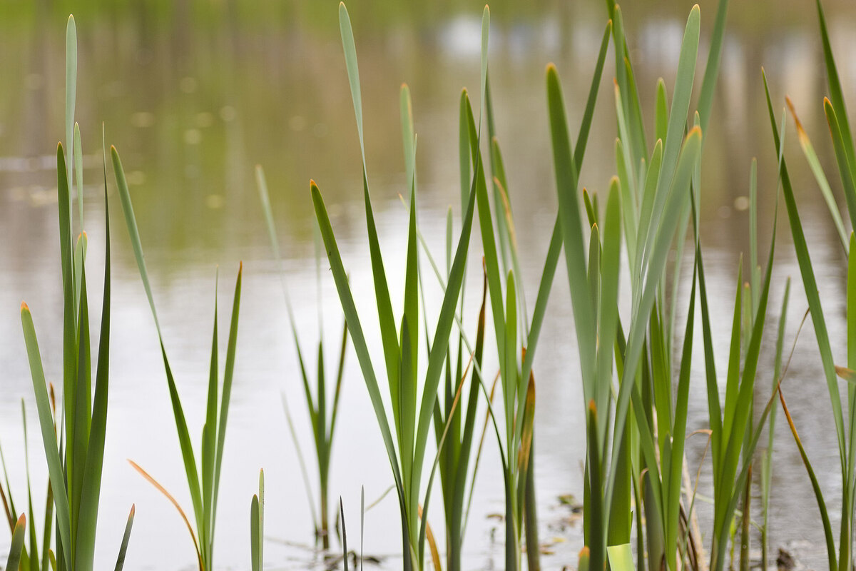 Floating wetland PFAS removal | Landscape Performance Series