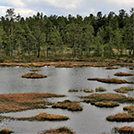 detention-wetlands-island-clusters