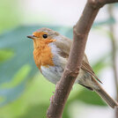 robin bird biodiversity