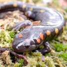 spotted-salamander-amphibian
