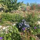 Española-Healing-after