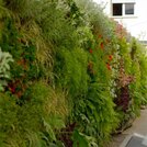 Sagrado Corazon green wall