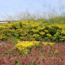green roof Howlett Hall