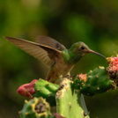 native hummingbird visits opuntia