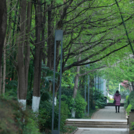 woman walking urban trees
