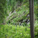 alps forest restoration