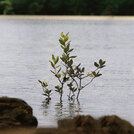 mangrove in water