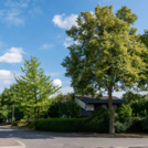 visible trees neighborhood