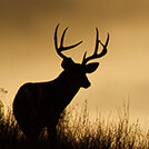 deer_wildlife